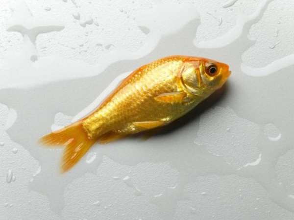 fish shiny yellow quen