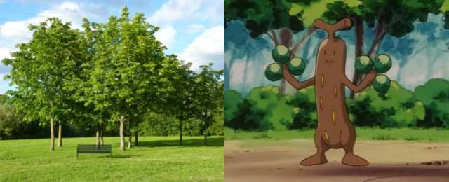 Pokémon, Sudowoodo, tree