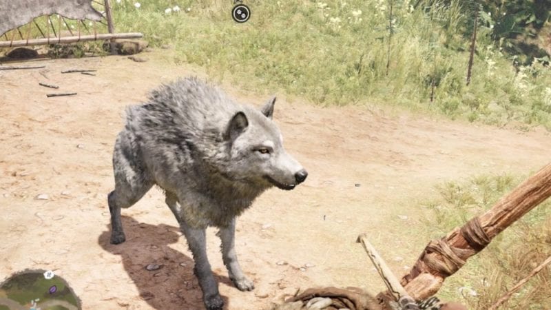 far cry primal how to tame rare white wolf