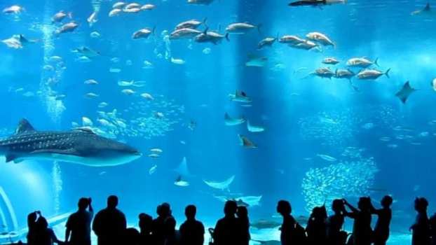 Okinawa Churaumi Aquarium - Japan