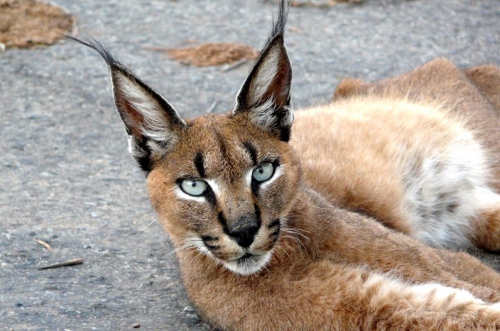 Caracal