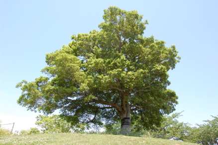 Muv-Luv Tree (10)