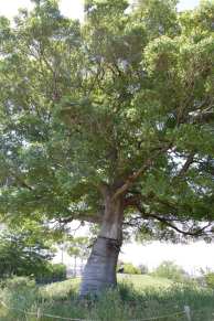 Muv-Luv Tree (11)