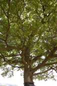 Muv-Luv Tree (8)