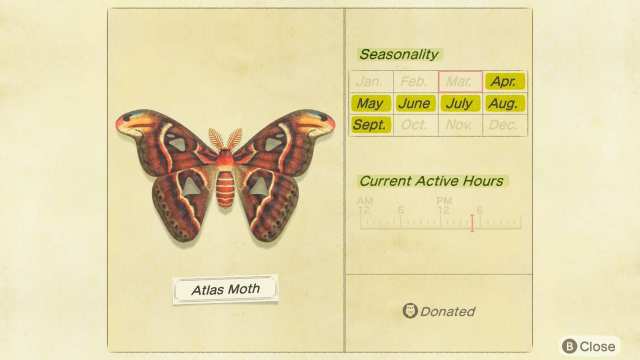 Atlas Moth Animal Crossing New Horizons