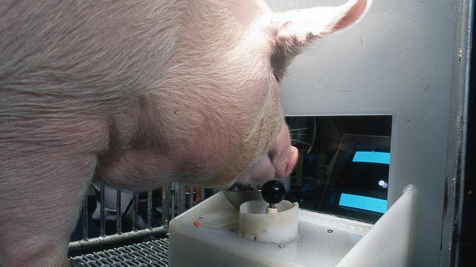 New Study Shows Pigs Can Play Video Games