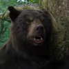 Universal to Release a Movie About a Bear on Cocaine That Was Inspired by True Events