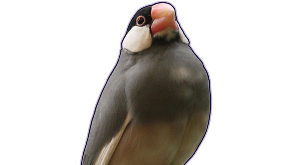 Azami Koshiba in Hatoful Boyfriend, coo.