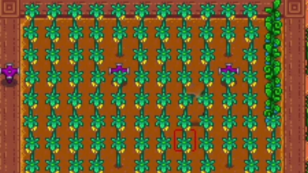 Stardew Valley how to grow Starfruit crops