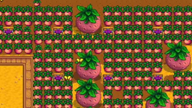 Stardew Valley how to grow Melon crops
