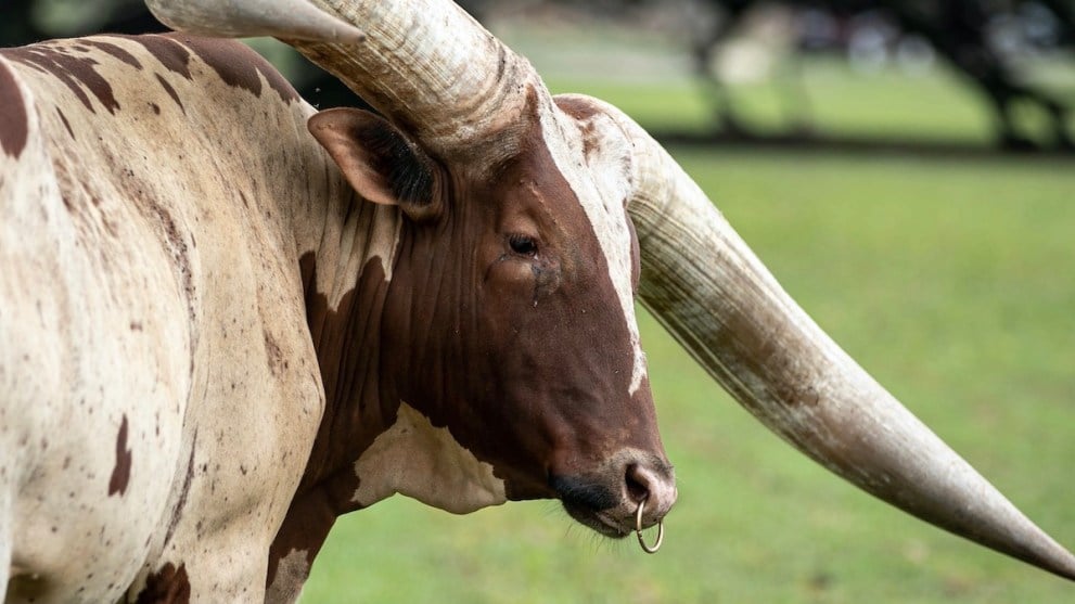 A male bull breed known as an Ankole-Watusi, which sounds like a brand of motorbike