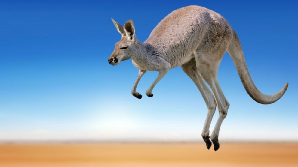 A red kangaroo jumping through the outback even though it has nowhere important to be