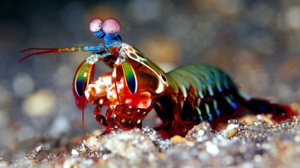 A peacock mantis shrimp ambles across the bottom of the sea floor, pondering its next move