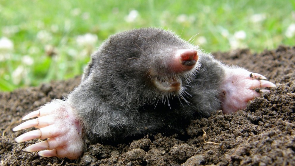A mole crawls out of a hole that it perhaps worked very hard to dig