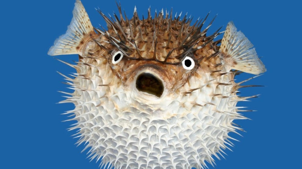 A porcupine fish flares up angrily atop an existential shade of blue