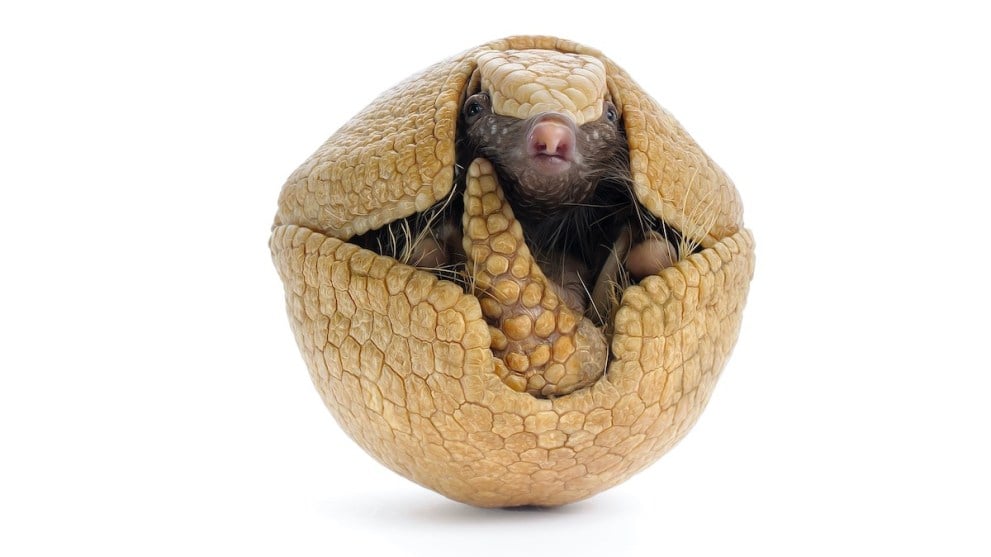 A three-banded armadillo is rolled up into a ball, peering into the camera as though it knows exactly what you've done