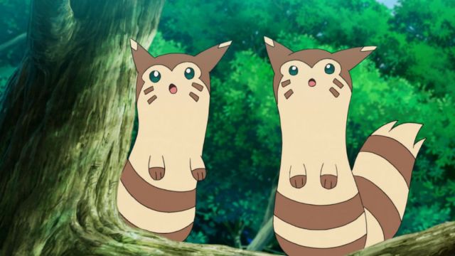 Furret in the Pokemon anime