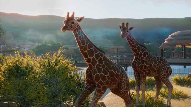 Giraffes in Planet Zoo.